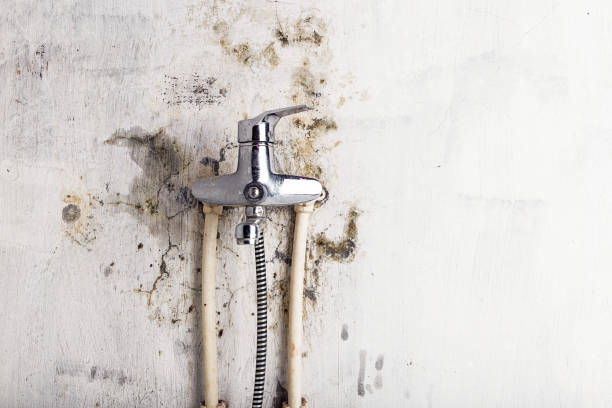 Best Home Mold Removal  in Rinna, VA