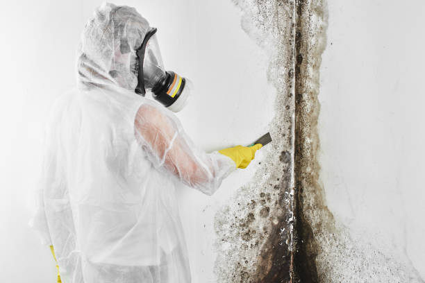 Best Certified Mold Removal  in Rinna, VA