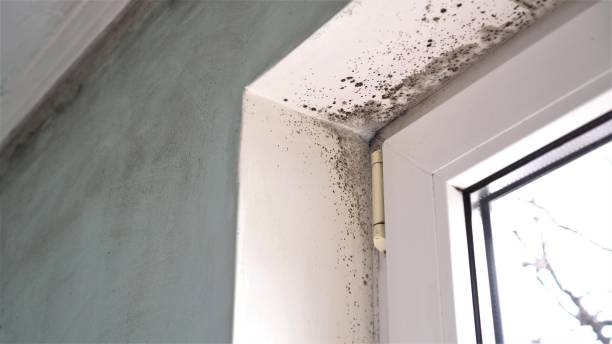 Best Professional Mold Removal  in Rinna, VA