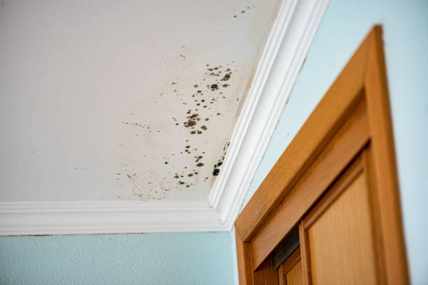Attic Mold Removal in Rivanna, VA