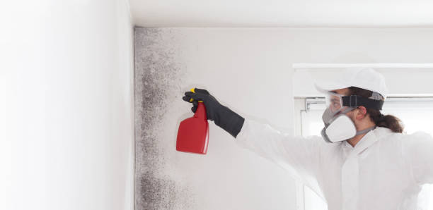 Best Local Mold Removal Service  in Rinna, VA
