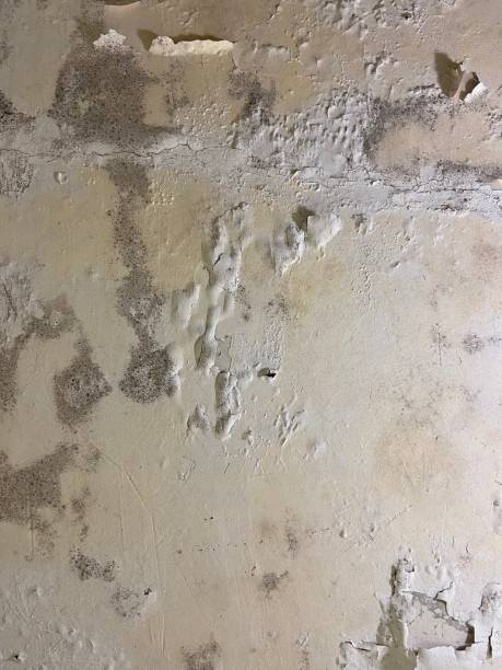 Best Emergency Mold Removal  in Rinna, VA