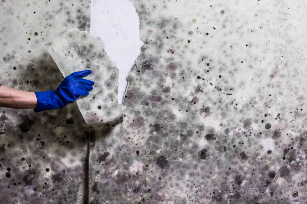 Best Mold Damage Repair  in Rinna, VA