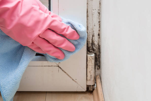 Certified Mold Removal in Rivanna, VA