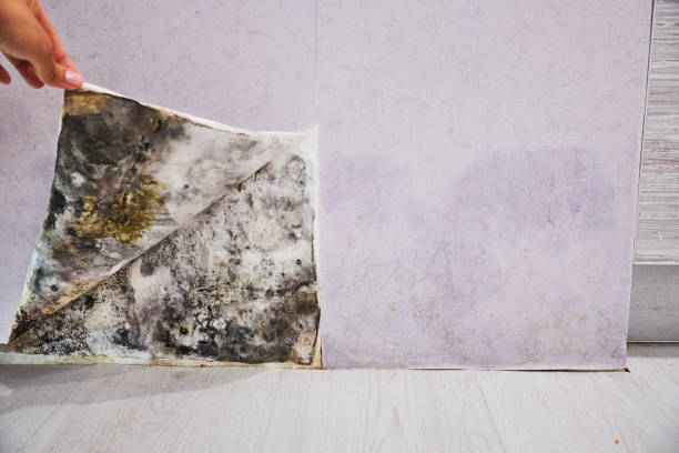Best Mold Removal Near Me  in Rinna, VA